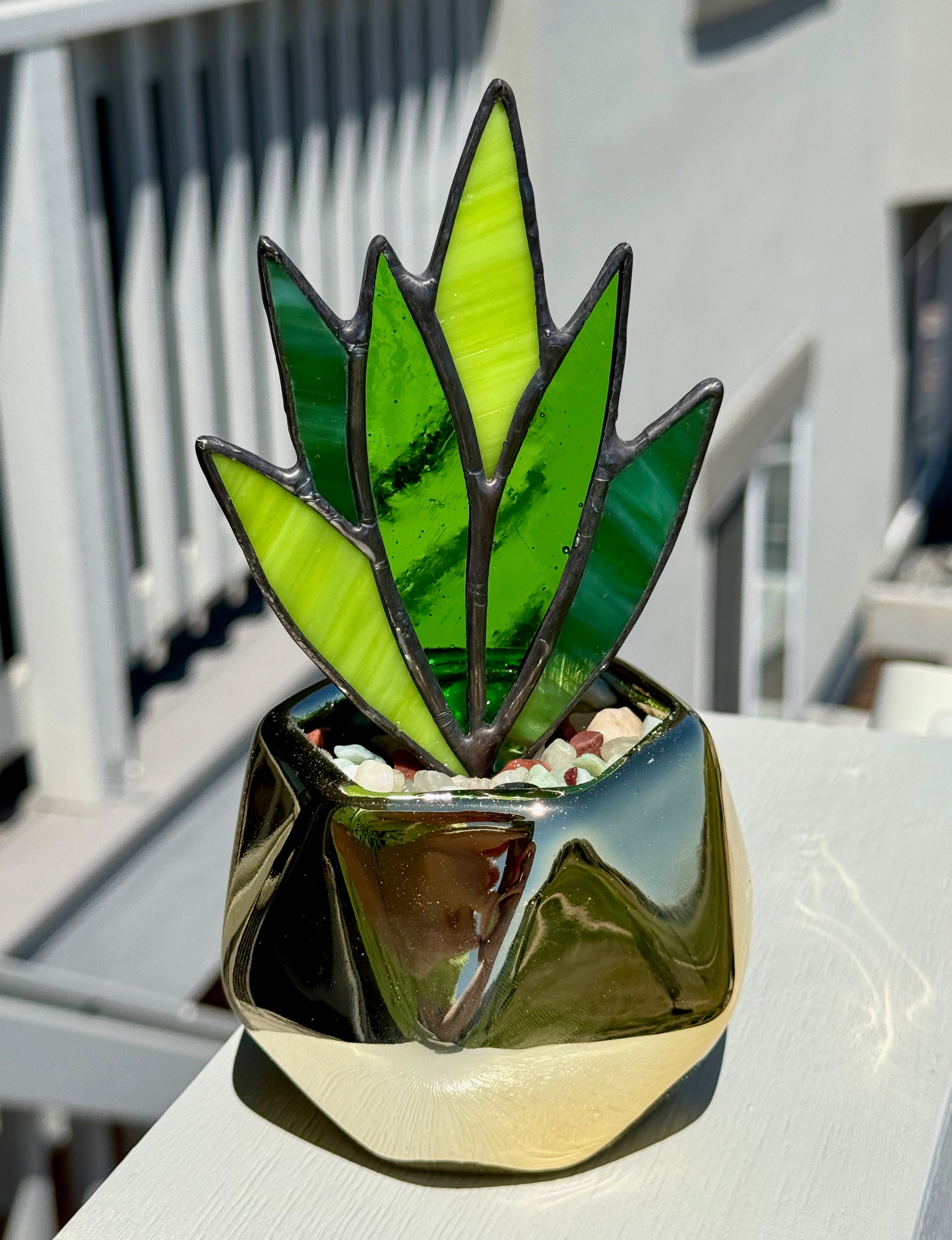 Stained Glass Snake Plant Gold