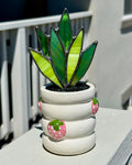 Stained Glass Snake Plant